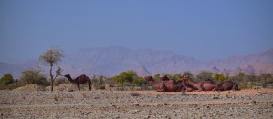 Camel 